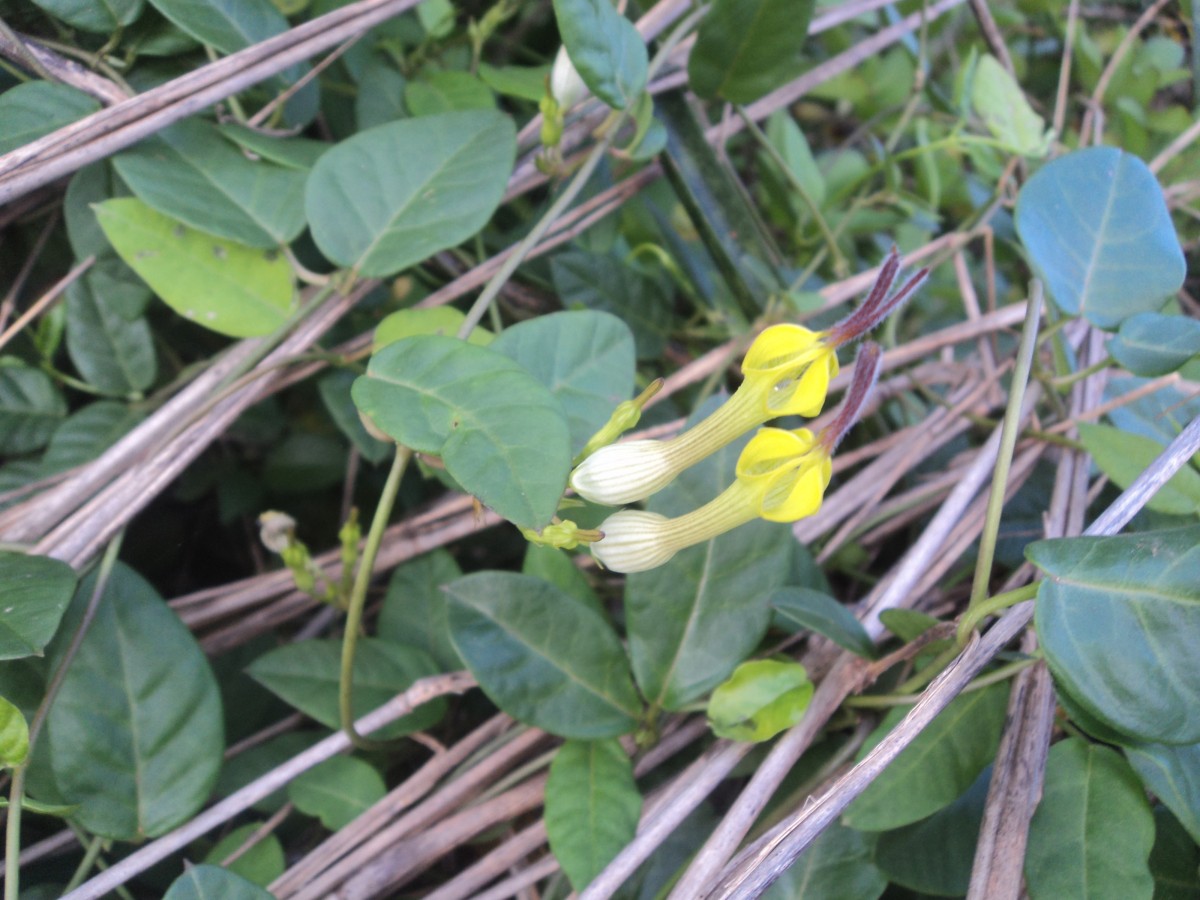 Ceropegia candelabrum var. biflora (L.) Ansari